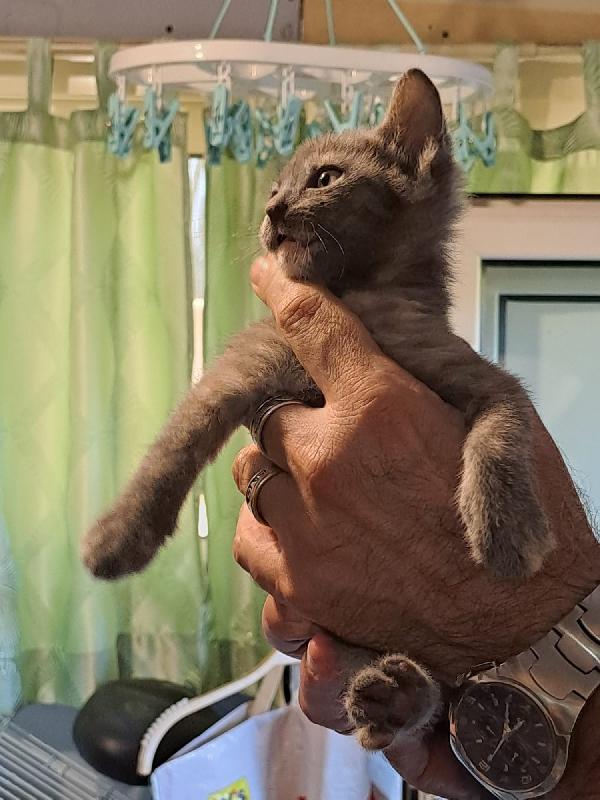 LA DOLCISSIMA TEMPESTA Foto 2